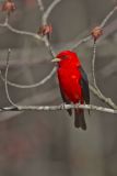 Scarlet Tanager, Piranga olivacea