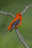 Scarlet Tanager, Piranga olivacea