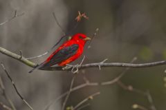 Scarlet Tanager, Piranga olivacea