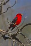 Scarlet Tanager, Piranga olivacea
