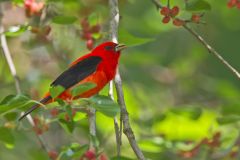Scarlet Tanager, Piranga olivacea