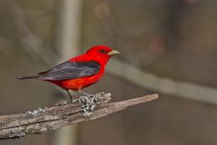 Scarlet Tanager, Piranga olivacea