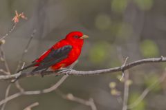 Scarlet Tanager, Piranga olivacea