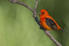Scarlet Tanager, Piranga olivacea