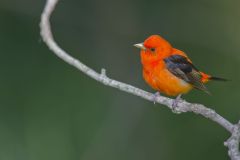 Scarlet Tanager, Piranga olivacea