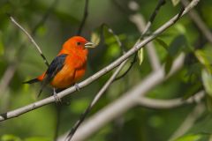 Scarlet Tanager, Piranga olivacea