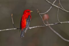 Scarlet Tanager, Piranga olivacea