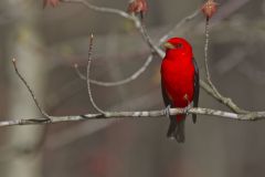 Scarlet Tanager, Piranga olivacea