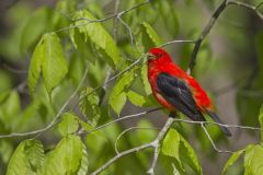 Scarlet Tanager, Piranga olivacea