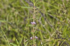 Scarlet Toothcup, Ammannia coccinea