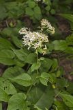 Schreber's Aster, Eurybia schreberi