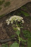 Schreber's Aster, Eurybia schreberi