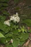 Schreber's Aster, Eurybia schreberi