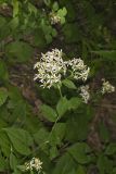 Schreber's Aster, Eurybia schreberi