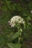 Schreber's Aster, Eurybia schreberi