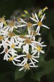Schreber's Aster, Eurybia schreberi