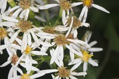 Schreber's Aster