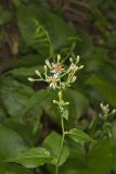 Schreber's Aster, Eurybia schreberi
