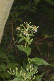 Schreber's Aster, Eurybia schreberi