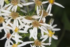 Schreber's Aster, Eurybia schreberi