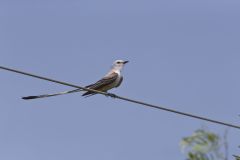 Scissor-tailed flycatcher, Tyrannus forficatus