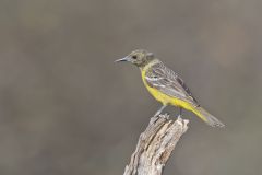 Scott's Oriole, Icterus parisorum