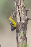 Scott's Oriole, Icterus parisorum