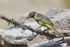 Scott's Oriole, Icterus parisorum