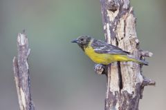 Scott's Oriole, Icterus parisorum
