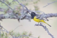Scott's Oriole, Icterus parisorum
