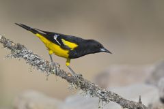 Scott's Oriole, Icterus parisorum