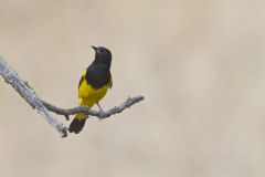 Scott's Oriole, Icterus parisorum
