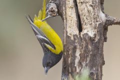 Scott's Oriole, Icterus parisorum