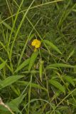 Seedbox, Ludwigia alternifolia