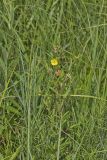 Seedbox, Ludwigia alternifolia