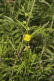 Seedbox, Ludwigia alternifolia