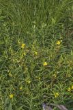 Seedbox, Ludwigia alternifolia