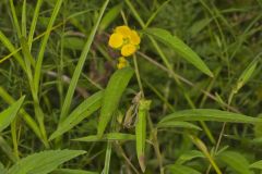 Seedbox, Ludwigia alternifolia