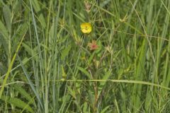 Seedbox, Ludwigia alternifolia