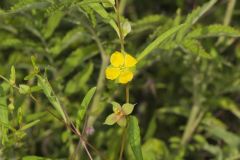 Seedbox, Ludwigia alternifolia