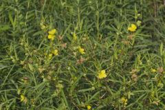 Seedbox, Ludwigia alternifolia