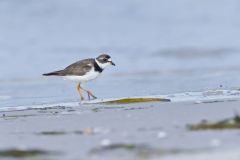 Semipalmated Plover, Charadrius semipalmatus