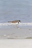 Semipalmated Plover, Charadrius semipalmatus