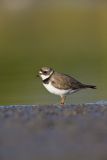Semipalmated Plover, Charadrius semipalmatus