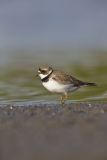 Semipalmated Plover, Charadrius semipalmatus
