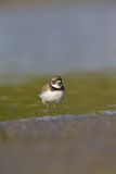 Semipalmated Plover, Charadrius semipalmatus