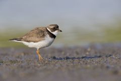 Semipalmated Plover, Charadrius semipalmatus