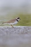 Semipalmated Plover, Charadrius semipalmatus