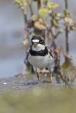 Semipalmated Plover, Charadrius semipalmatus