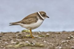 Semipalmated Plover, Charadrius semipalmatus